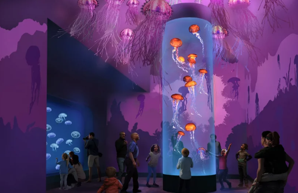 Jewels of the Sea: The Jellyfish Experience – Foto: SeaWorld San Diego/Divulgação